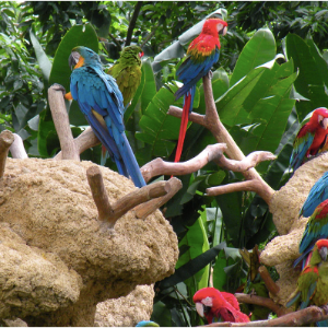Get Your Special Pass To The Jurong Bird Park Here