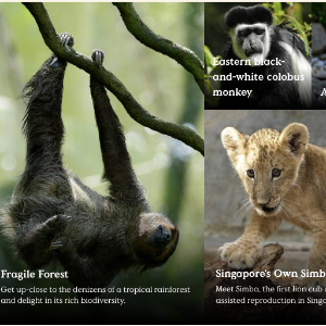 Get Your Special Pass To Singapore Zoo Here