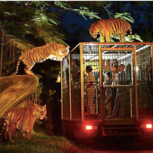 Get Your Special Pass To The Night Safari Here