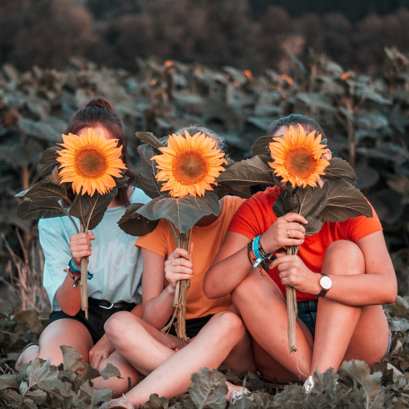 Sunflowers