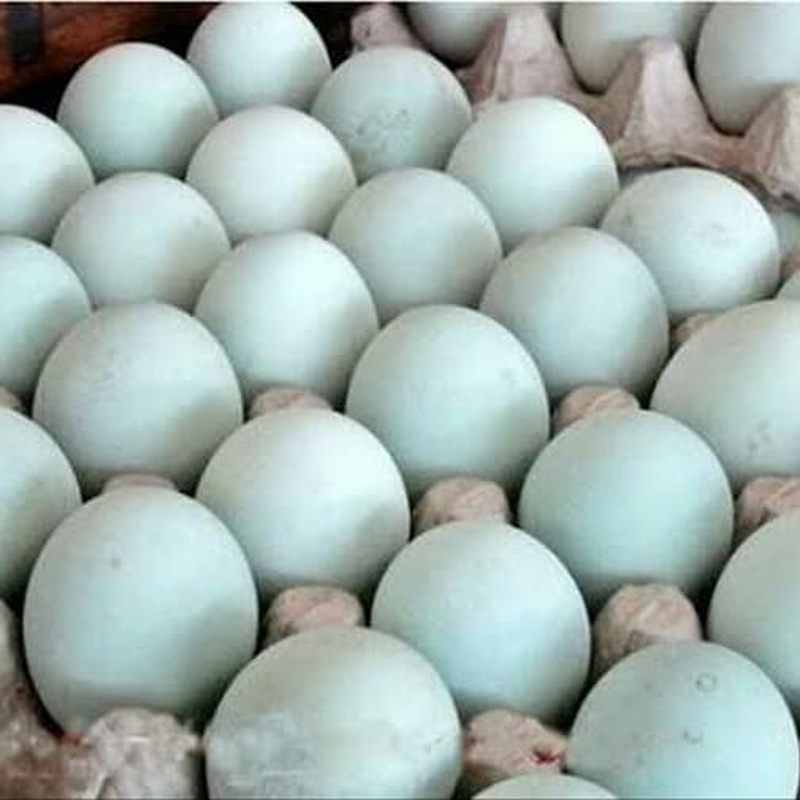 Paket 30 Butir Telur Bebek Impor
